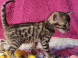 4 chatons Bengals LOOF à réserver, mâles et femelles