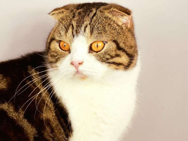 À vendre : 1 chat Scottish Fold mâle marron et blanc (LOOF)