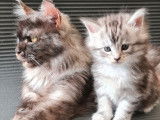 2 chatons Maine Coon femelles à réserver, LOOF de mars 2022