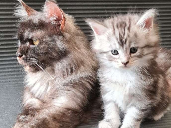 2 chatons Maine Coon femelles à réserver, LOOF de mars 2022