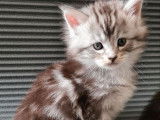 2 chatons Maine Coon femelles à réserver, LOOF de mars 2022