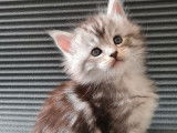 2 chatons Maine Coon femelles à réserver, LOOF de mars 2022