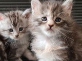 2 chatons Maine Coon femelles à réserver, LOOF de mars 2022