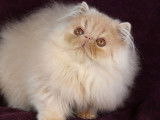 Vente d’un chaton Persan mâle LOOF crème