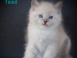 5 chatons Ragdolls LOOF à acheter