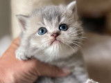 Chatonne British Shorthair au pelage blue golden shaded (LOOF), à réserver