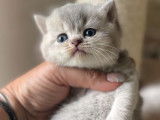 Chatonne British Shorthair au pelage blue golden shaded (LOOF), à réserver