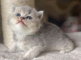 Chatonne British Shorthair au pelage blue golden shaded (LOOF), à réserver
