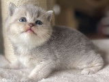Chatonne British Shorthair au pelage blue golden shaded (LOOF), à réserver