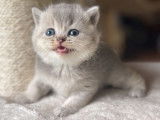 Chatonne British Shorthair au pelage blue golden shaded (LOOF), à réserver