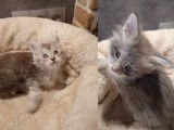 Réservation de 6 chatons Maine Coon (LOOF)