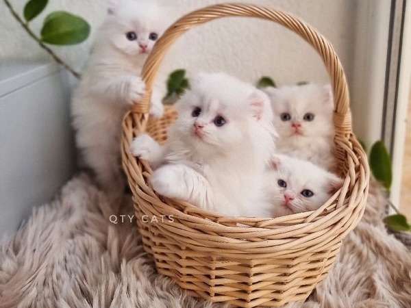 À réserver, chatons Highland Fold blancs (LOOF)