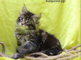 R&eacute;servation pour 3 chatonnes Maine Coon marron mackerel tabby (LOOF)