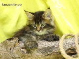 R&eacute;servation pour 3 chatonnes Maine Coon marron mackerel tabby (LOOF)