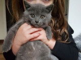 4 chatons Chartreux au pelage bleu LOOF &agrave; r&eacute;server