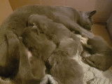 4 chatons Chartreux au pelage bleu LOOF &agrave; r&eacute;server