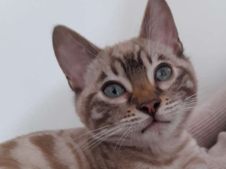 Ce petit cœur de bengal est adorable !