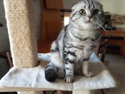 Magnifique garçon Scottish Fold à vendre
