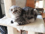 Magnifique garçon Scottish Fold à vendre