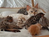 6 demoiselles Bengals à venre