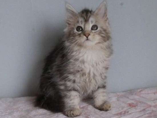 6 chatons Maine Coon LOOF nés en mars 2022 à adopter