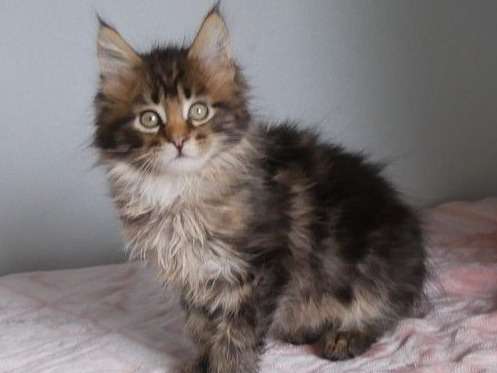 6 Chatons Maine Coon Loof Nes En Mars 22 A Adopter Petite Annonce Chat