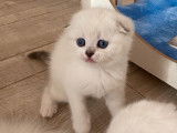 À vendre : une chatonne Scottish Fold noire et grise LOOF
