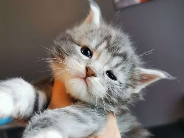 3 chatons Maine Coon LOOF nés en avril 2022 à vendre