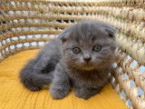 3 Chatons Scottish m&acirc;les fold et straight &agrave; r&eacute;server LOOF ou non-LOOF