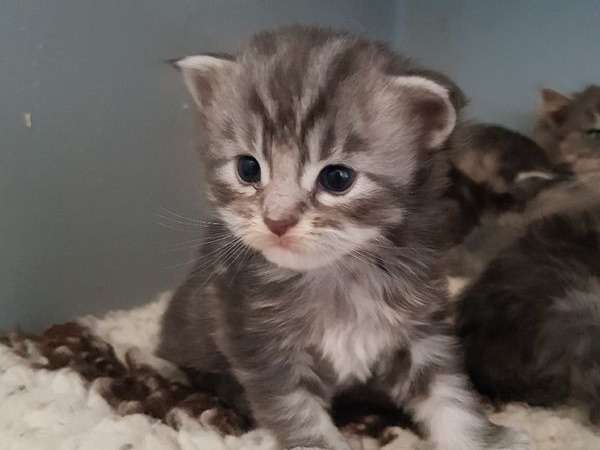 4 chatons Maine Coon bleus tachetés LOOF à adopter