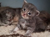4 chatons Maine Coon bleus tachetés LOOF à adopter
