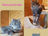4 chatons Maine Coon bleus tachetés LOOF à adopter