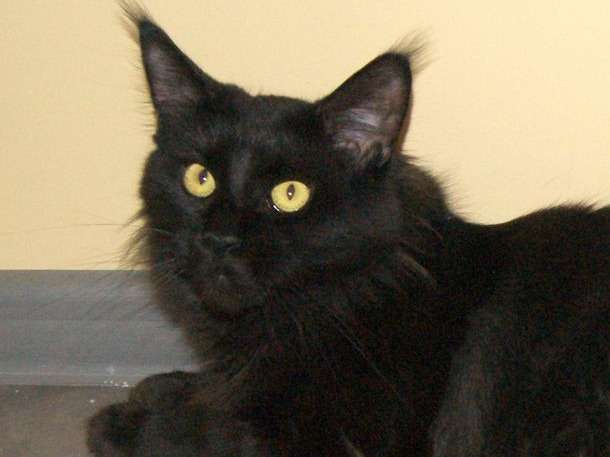 Une chatte Maine Coon LOOF noire de 2 ans à vendre