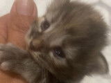 Femelle blue silver Tortie