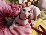 Chats Sphynx-Elf à donner
