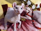 Chats Sphynx-Elf à donner