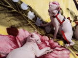 Chats Sphynx-Elf à donner
