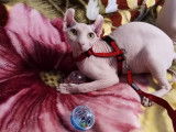 Chats Sphynx-Elf à donner