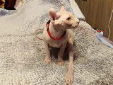 Chats Sphynx-Elf à donner