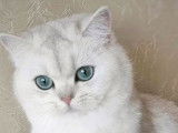 Un chaton British Shorthair au pelage noir golden shaded point LOOF &agrave; acheter