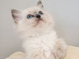 3 chatons Ragdolls LOOF à réserver