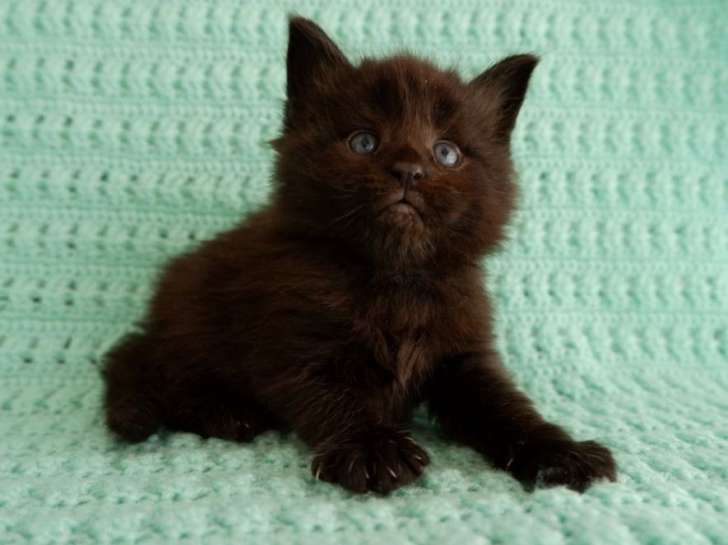 3 chatons Maine Coon à réserver, LOOF d’avril 2022