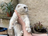 Un chaton mâle Scottish Fold LOOF de couleur noir silver shaded à vendre