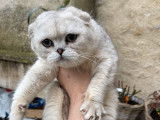 Un chaton mâle Scottish Fold LOOF de couleur noir silver shaded à vendre