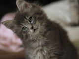 À vendre un chaton mâle Maine Coon LOOF de couleur blue silver tabby