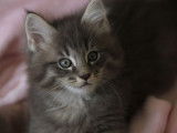 À vendre un chaton mâle Maine Coon LOOF de couleur blue silver tabby