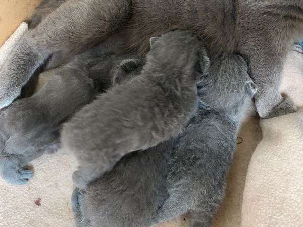 À réserver 4 chatons bleus Chartreux LOOF