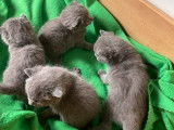 À réserver 4 chatons bleus Chartreux LOOF