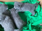 À réserver 4 chatons bleus Chartreux LOOF