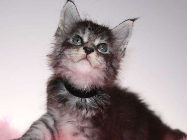 À vendre 5 chatons Maine Coons LOOF au pelage noir silver